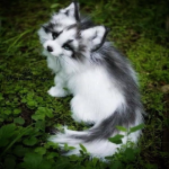 foxcat@pl.foxcat.lol